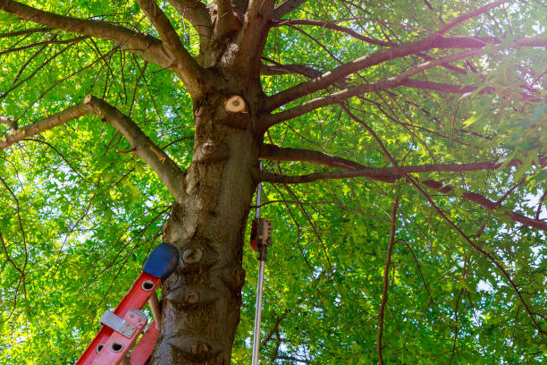 Trusted Crystal Springs, MS Tree Services Experts